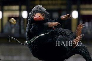 神奇动物大揭秘,探寻神奇动物世界的奥秘与传奇